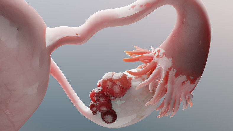 primate-ovarian-development-map-offers-clues-to-female-infertility