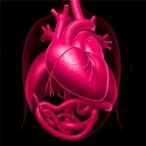 optimal-flow-rate-for-thoracoabdominal-aortic-surgery