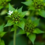 salvia-extract-reduces-cyclophosphamide-induced-ovarian-damage