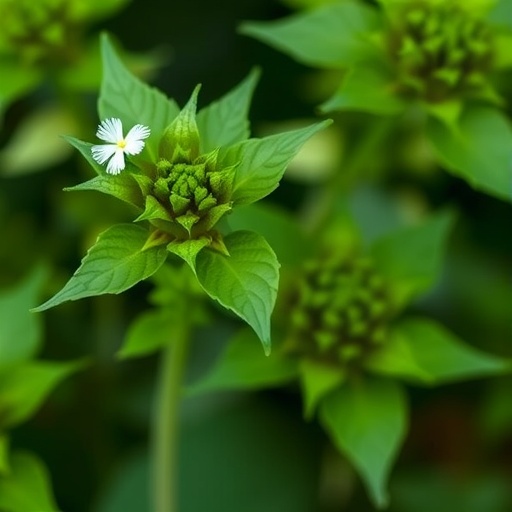 salvia-extract-reduces-cyclophosphamide-induced-ovarian-damage