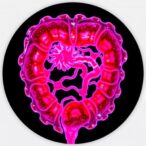 novel-organoid-culture-models-fetal-like-colorectal-cancer