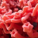 isolating-a-robust-heat-resistant-metalloprotease-from-geobacillus