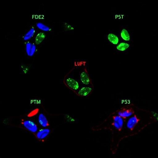 lymphotoxin-beta-receptor-loss-triggers-senescence-via-mdmx-p53
