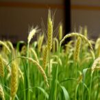 boosting-pichia-kudriavzevii-efficiency-with-wheatstraw-biomass