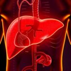 glucocorticoids-enhance-liver-recovery-through-muscle-signals