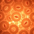 cumulus-cells:-key-players-in-oocyte-quality