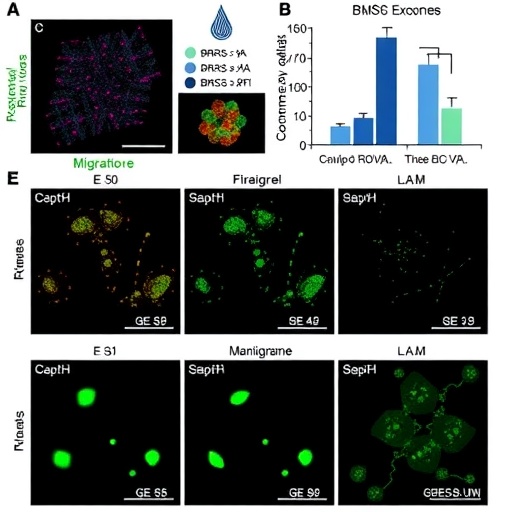 bmsc-exosomes-boost-chondrocyte-growth-and-migration