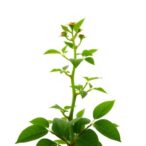 astragaloside-iv’s-molecular-role-in-liver-cancer