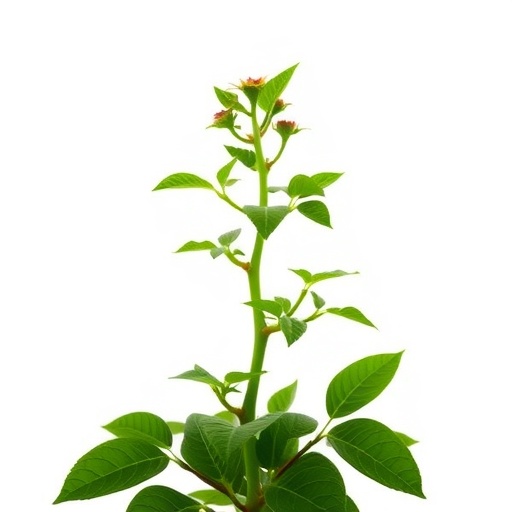 astragaloside-iv’s-molecular-role-in-liver-cancer