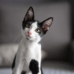 regeneron’s-allergen-blocking-antibodies-score-phase-3-wins-against-cat,-pollen-allergies