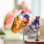 kardium-grabs-fda-approval-for-globe-pulsed-field-ablation-catheter-in-afib