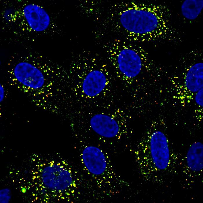 prior-dengue-infection-rewires-immunity,-boosts-vaccine-response