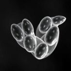 diverse-strategies-enable-fly-embryos-to-resolve-the-challenge-of-‘tissue-tectonic-collision’