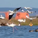 global-movement-and-annual-cycle-in-spoonbills