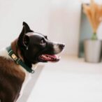 new-benchmark-study-reveals-emerging-trends-in-canine-behavior