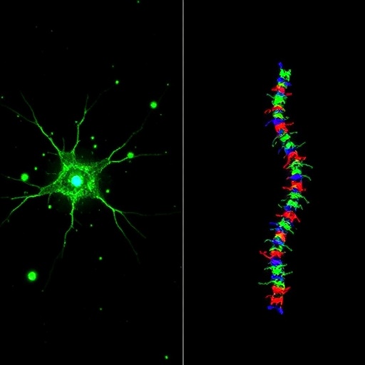 scientists-identify-astrocytic-“brake”-that-inhibits-spinal-cord-repair