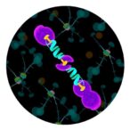 innovative-multi-disciplinary-study-illuminates-impact-of-mitochondrial-dna-mutations-in-cancer