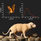 comparative-pharmacokinetics-of-levamisole-across-species