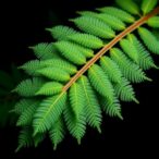 complete-chloroplast-genome-of-cyathea-delgadii-revealed