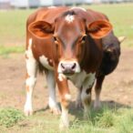 lumpy-skin-disease:-efficacy-of-antibacterial-treatments-in-cattle