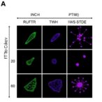 microemulsions-enhance-resistance-in-mycoplasma-gallisepticum