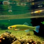hope-for-sahara-killifish’s-rediscovery-in-algeria!