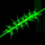 fungal-effector-undermines-maize-immunity-by-targeting-zmlecrk1
