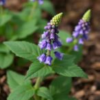 salvia-spinosa’s-antimicrobial-effect-on-enterococcus-faecalis