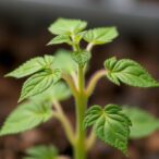 unveiling-arabidopsis-aminotransferases’-multi-substrate-specificity