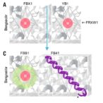 fbxw11-ubiquitinates-yb1,-suppressing-hepatocarcinoma-growth