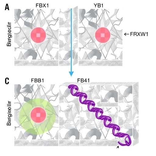fbxw11-ubiquitinates-yb1,-suppressing-hepatocarcinoma-growth