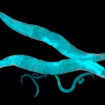 cytoplasm-more-like-a-crowded-concert-hall-than-a-pool