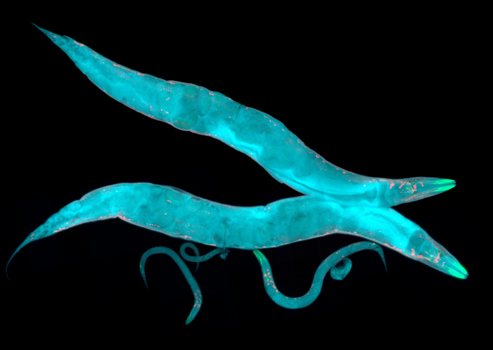 cytoplasm-more-like-a-crowded-concert-hall-than-a-pool