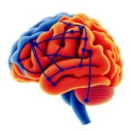 recurrent-patterns-shape-neocortical-sensory-inference