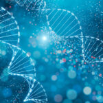 genome-assembly-of-human-epithelial-cell-line-completed-at-reference-quality