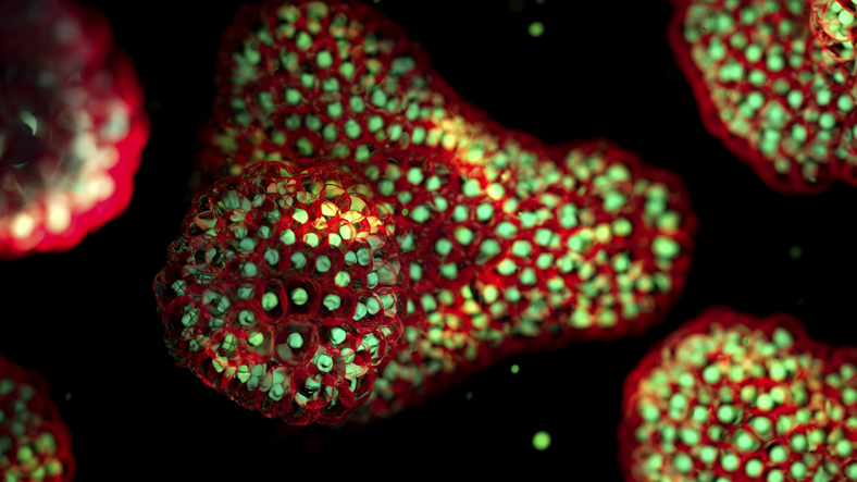 using-human-organoids-to-understand-the-biology-of-exposomes