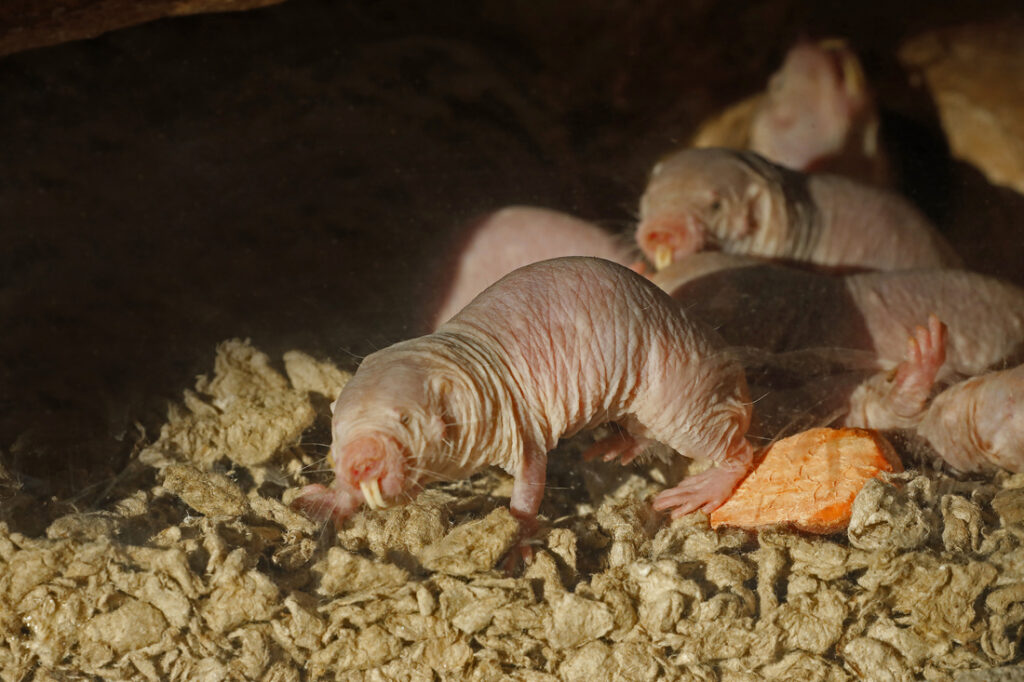 naked-mole-rats’-long-life-due-to-better-dna-repair-mechanisms