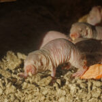 naked-mole-rats’-long-life-due-to-better-dna-repair-mechanisms
