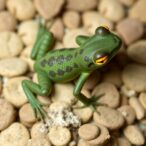both-xenopus-laevis-sub-genomes-undergo-similar-evolution