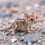 five-toed-jerboa:-unveiling-high-altitude-adaptation