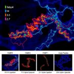hispidulin-targets-fabp4-to-inhibit-osteosarcoma-growth