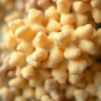 immunomodulatory-effects-of-lacticaseibacillus-casei-exopolysaccharides