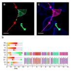 programmable-promoter-editing-enables-precise-transgene-control