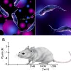 mrna-therapy-revives-sperm-production-and-fertility-in-mice
