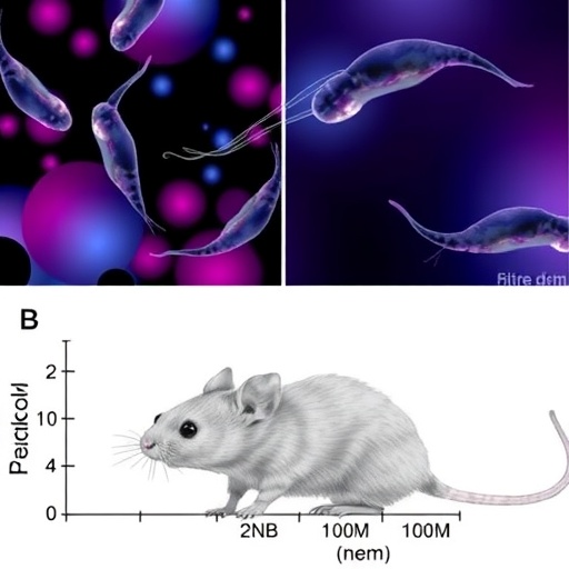 mrna-therapy-revives-sperm-production-and-fertility-in-mice