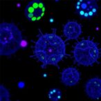 x-linked-gene-dysregulation-in-lupus-immune-cells