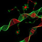 mapping-mrna-life-cycle-in-intact-cells