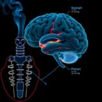 stopping-smoking-later-in-life-associated-with-reduced-cognitive-decline,-study-finds