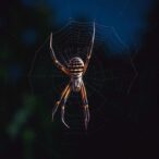 nighttime-light-boosts-herbivory,-spares-orb-weaver-growth