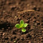 investing-in-soil-acidity-remediation-for-africa’s-future